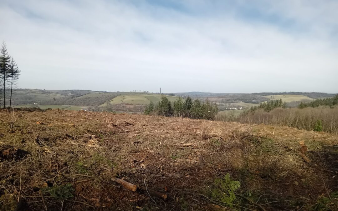 Longwood: Restoring Ancient Woodland Beyond Monocultures