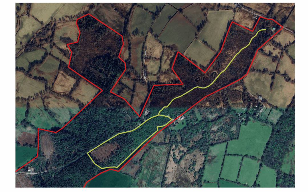 Explore the Beech Avenue Trail: A Scenic Woodland Walk