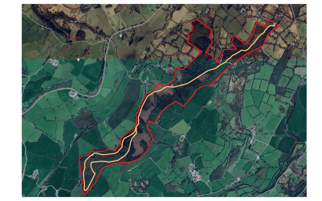 Explore Longwood: Bluebell Trail & Castell Allt-goch