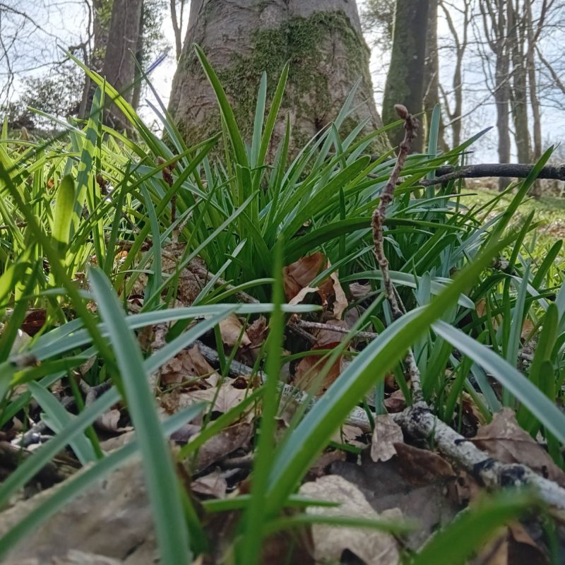 Bluebell Trail Bluebell Trail