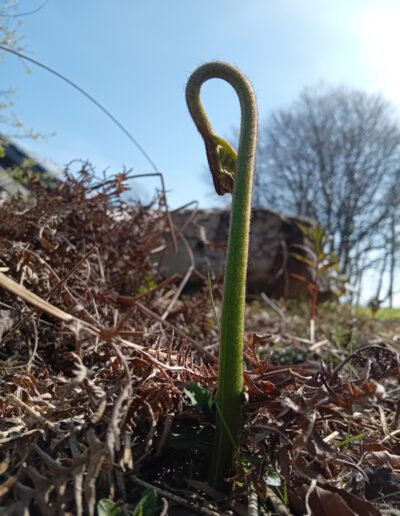 Budding bud at Longwood