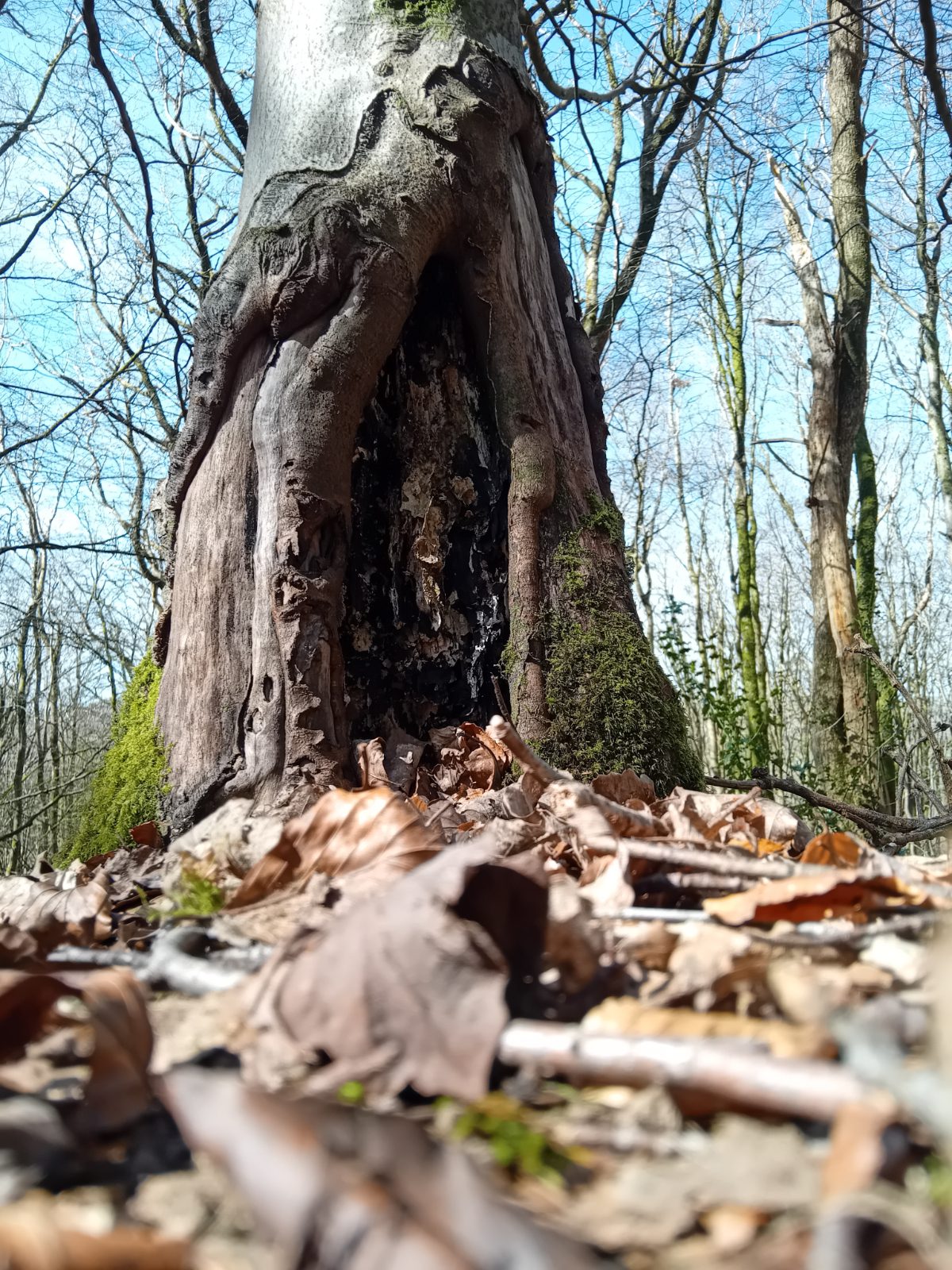 Longwood Tree