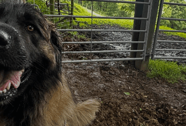 Off-lead dogs increase disturbance to wildlife