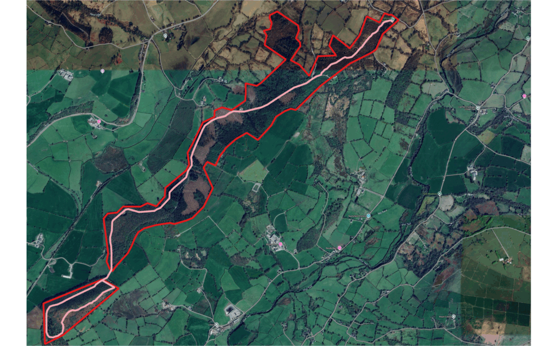 Discover the Olwen Wood Trail: A Hidden Woodland Gem in Longwood