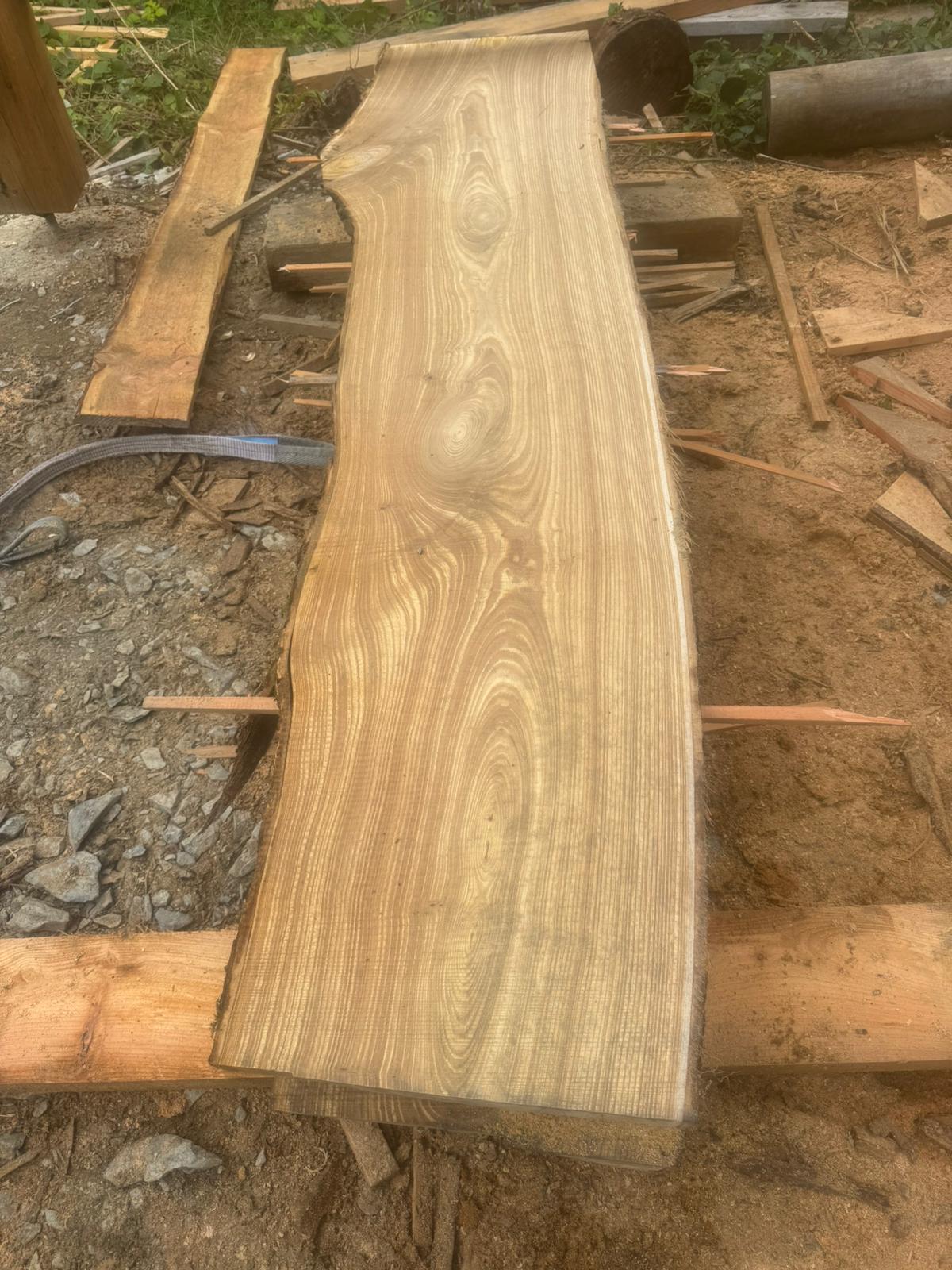 Sweet Chestnut
