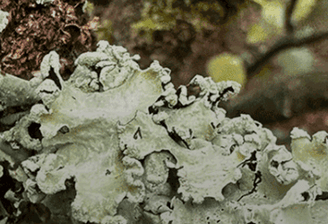 Temperate Rainforest