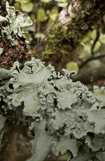 Temperate Rainforest