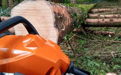 Chainsaw Training and Tree Felling at Longwood Community Woodland