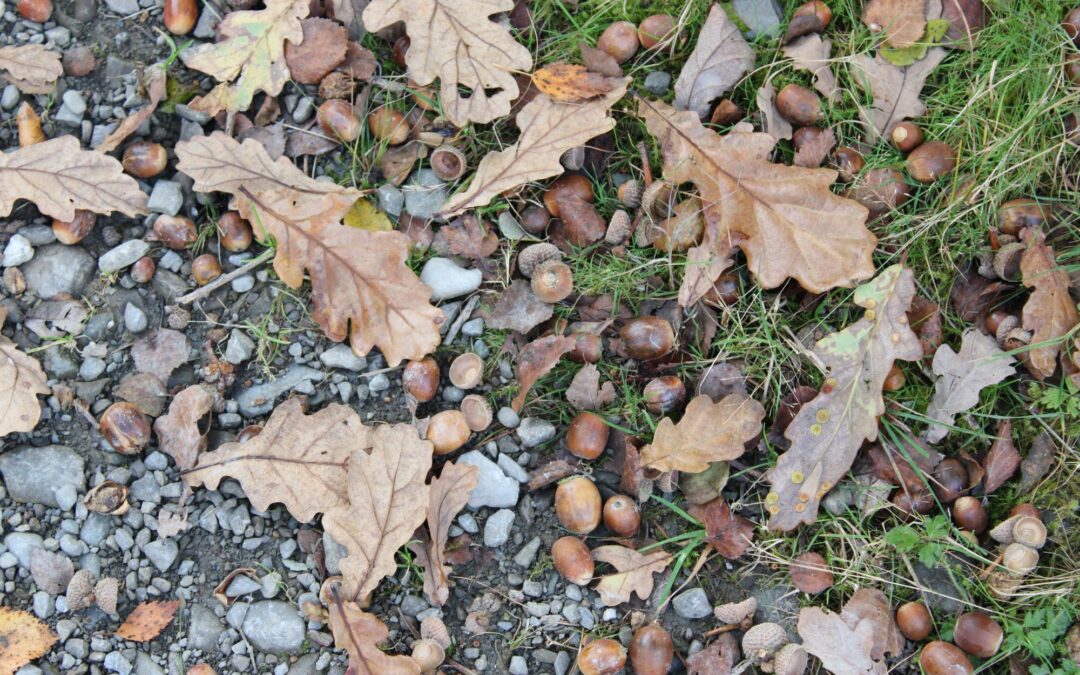 Discover the Magic of Autumn at Longwood Community Woodland