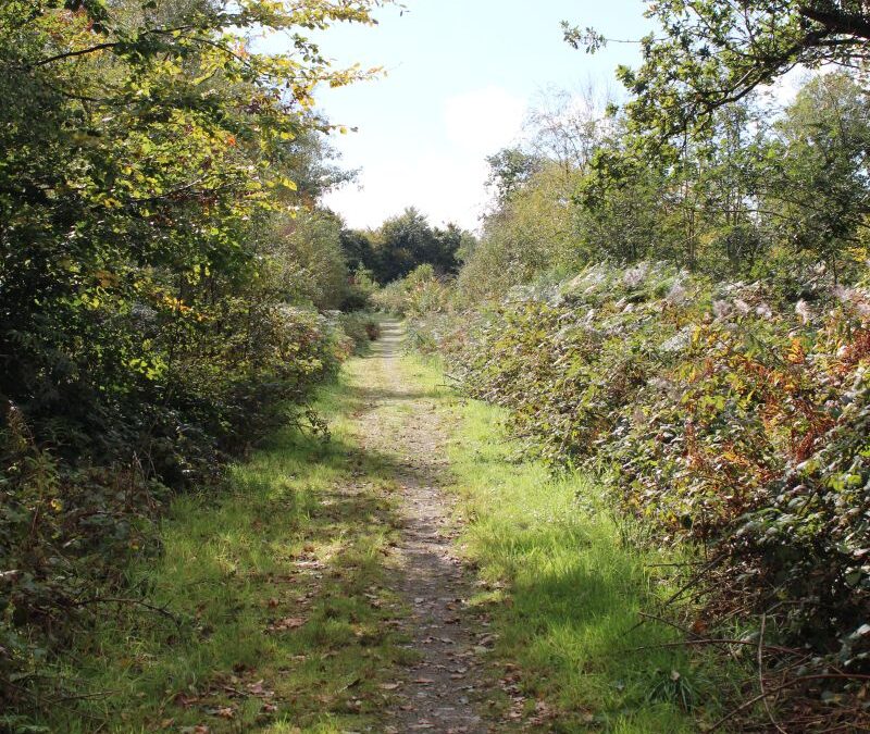 Walking trail through Olwen Wood