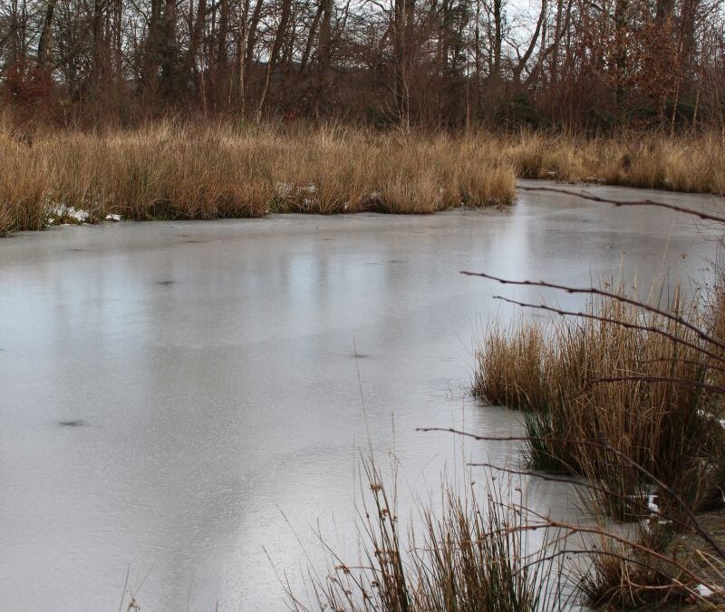 New Volunteer Programme Launches at Longwood