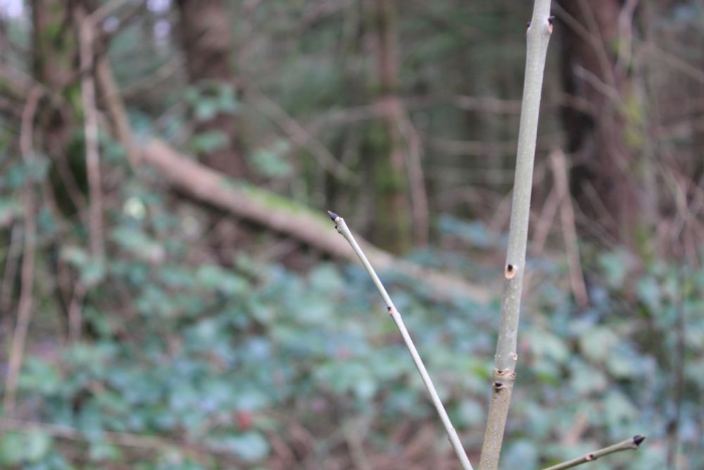 ash sapling relocation