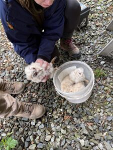 Owlets being checked