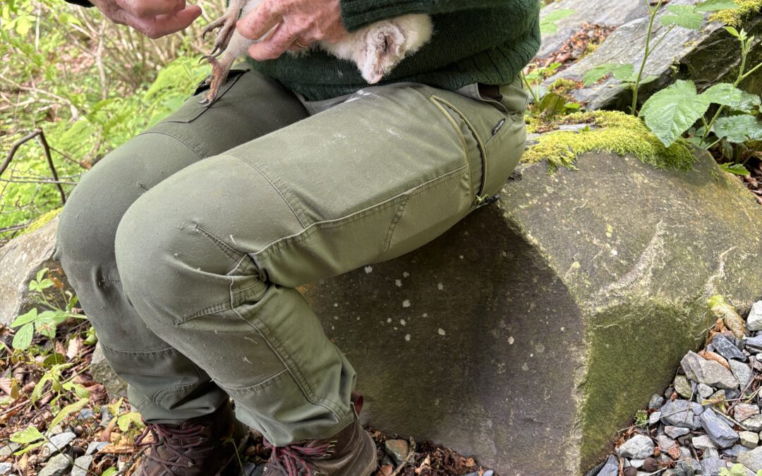 Longwood Barn owlet being ringed