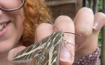 Moths at Longwood: 35+ Species Recorded in One Weekend