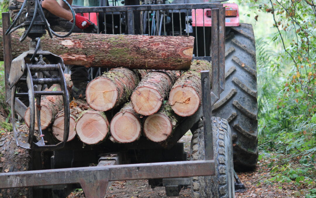 Harvested larch logs stacked on a trailer in Longwood woodland, being taken to the mill for timber production.