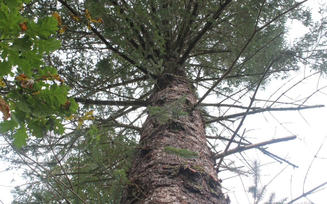 Tall conifer tree standing within a sustainably managed woodland at Longwood, grown for timber harvesting and woodland conservation.